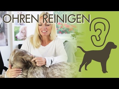 Video: 3 Tipps zur Pflege der Ohren Ihres Hundes