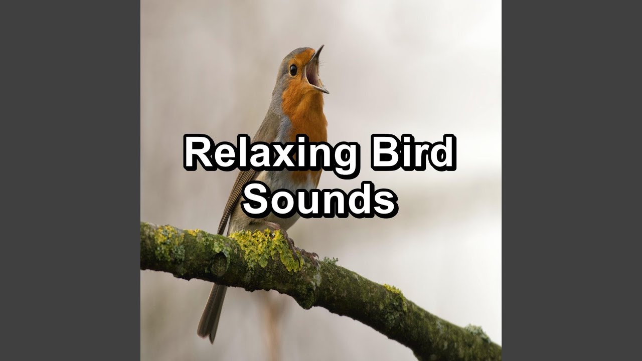 Forest Bird Sounds For Studying To Loop for 10 Hours - YouTube