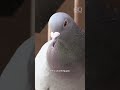 Breeder says the pigeons in his backyard are worth $10 million #shorts