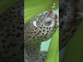 Inside Georgia’s only sea turtle hospital on Jekyll Island