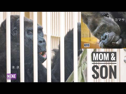About the once-frail Elderly Gorilla | NENE | ANNIE's Grandma