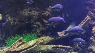 Jade Perch