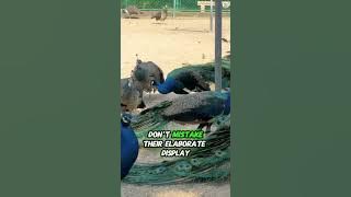 The Dazzling Peacock: A Living Masterpiece #peacock #natureart