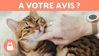 Est-ce que les CHATS PERÇOIVENT nos ÉMOTIONS  ️?❤️ Découvrez-le 