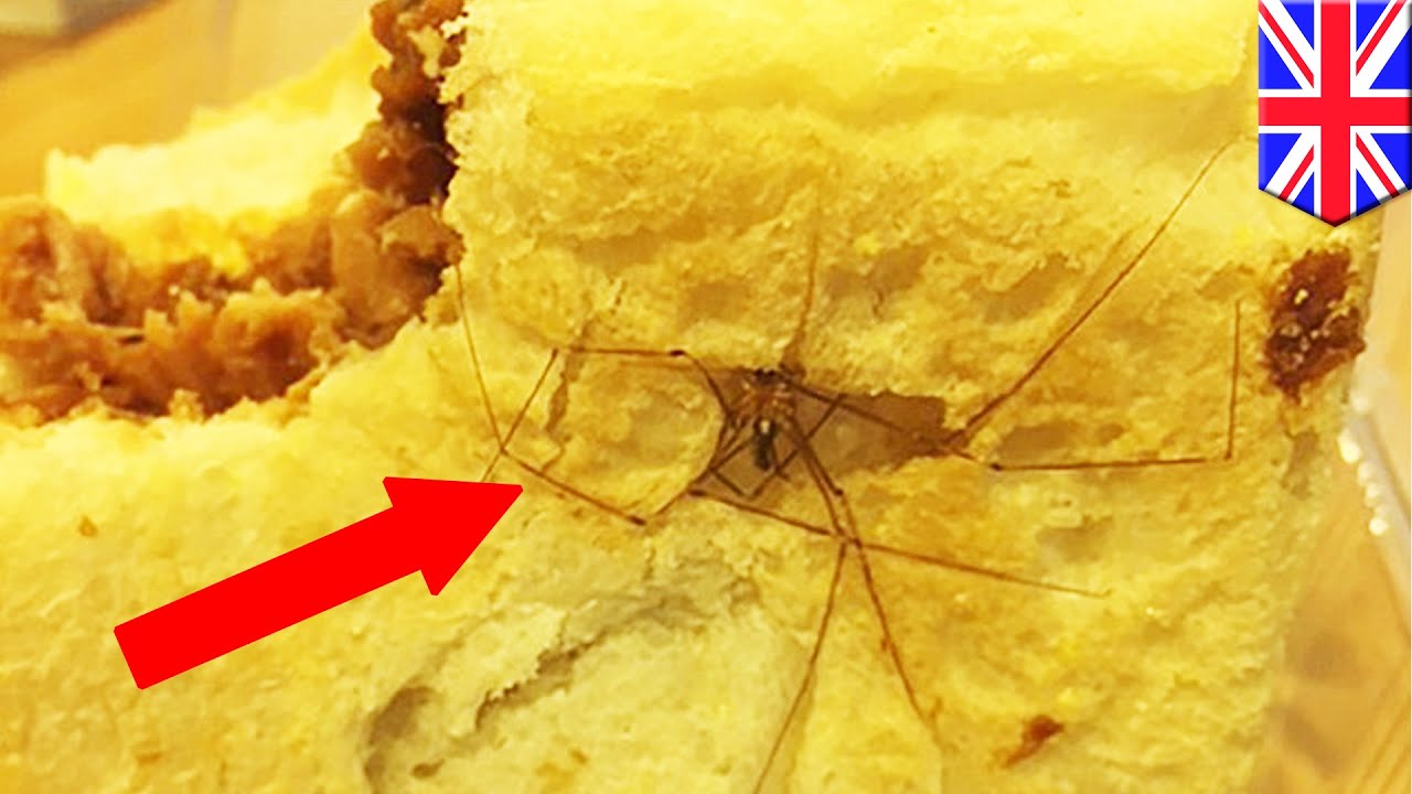 Británico que sufre de aracnofobia encuentra una araña muerta en su ...