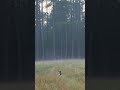 deer hunt very beautiful shot#deer#загоннаяохота#deerhunting#весенняяохота#hunting#wildlife