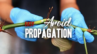 How to EASILY propagate an Aroid!