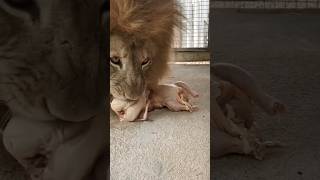 #trending #shorts #viral #video #loan #loan #tiger