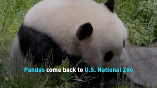 Giant Pandas come back to DC National Zoo