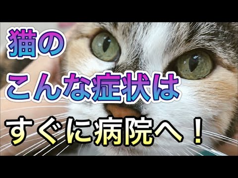 【猫の病気】この症状はすぐに動物病院へ！様子を見ないでほしい症状とは。