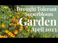 Drought Tolerant Garden Tour |  April 2023