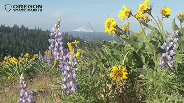 Mindful Minute Monday - Rowena Crest Overlook