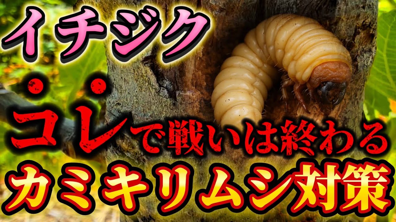 【まさか！？】コレでカミキリムシ対策！農家も知らないとあるもので木に侵入させない。自宅にあるものでもできます。
