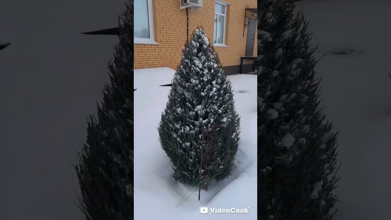 10 февраля 2026 года, Грейс Джонс.