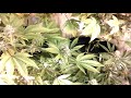 Super smoke blazing god bud update day 35 of flower indoor  medical marijuana grow