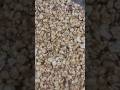PEANUT CHIKKI