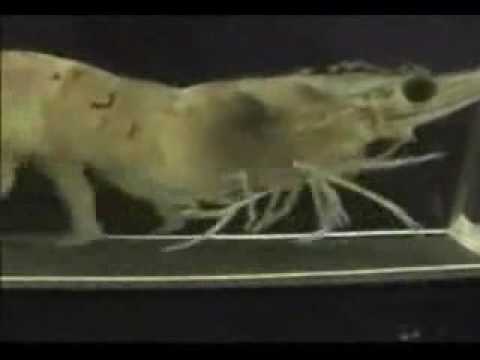 Shrimp Running On A Treadmill With The Benny Hill Theme.mpg