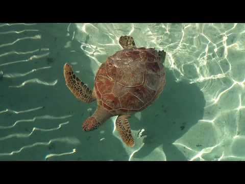 Polynésie française TAHITI MOOREA BORA BORA #CHALLENGECOUCHOUD