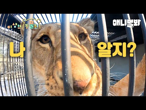 좁은 철창 안에 갇혀 있던 사자 근황😢ㅣ이상한 <strong>동물원</strong> E.12ㅣUpdate On The Lion Who Was In The Tight Cage