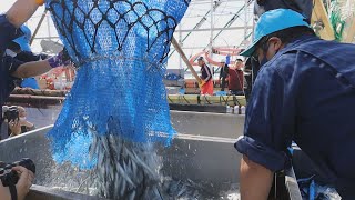 大型船初水揚げも低調 サンマ、北海道根室市