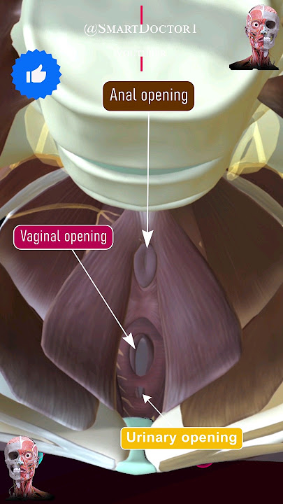 Female pelvic openings: vaginal, anal, and urinary ✨‍♀️