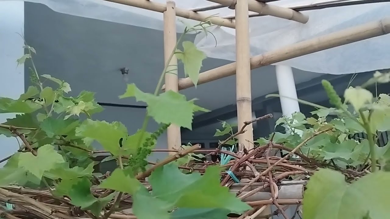 Dengan air lindi anggur jupiter pun bisa berbuah lebat