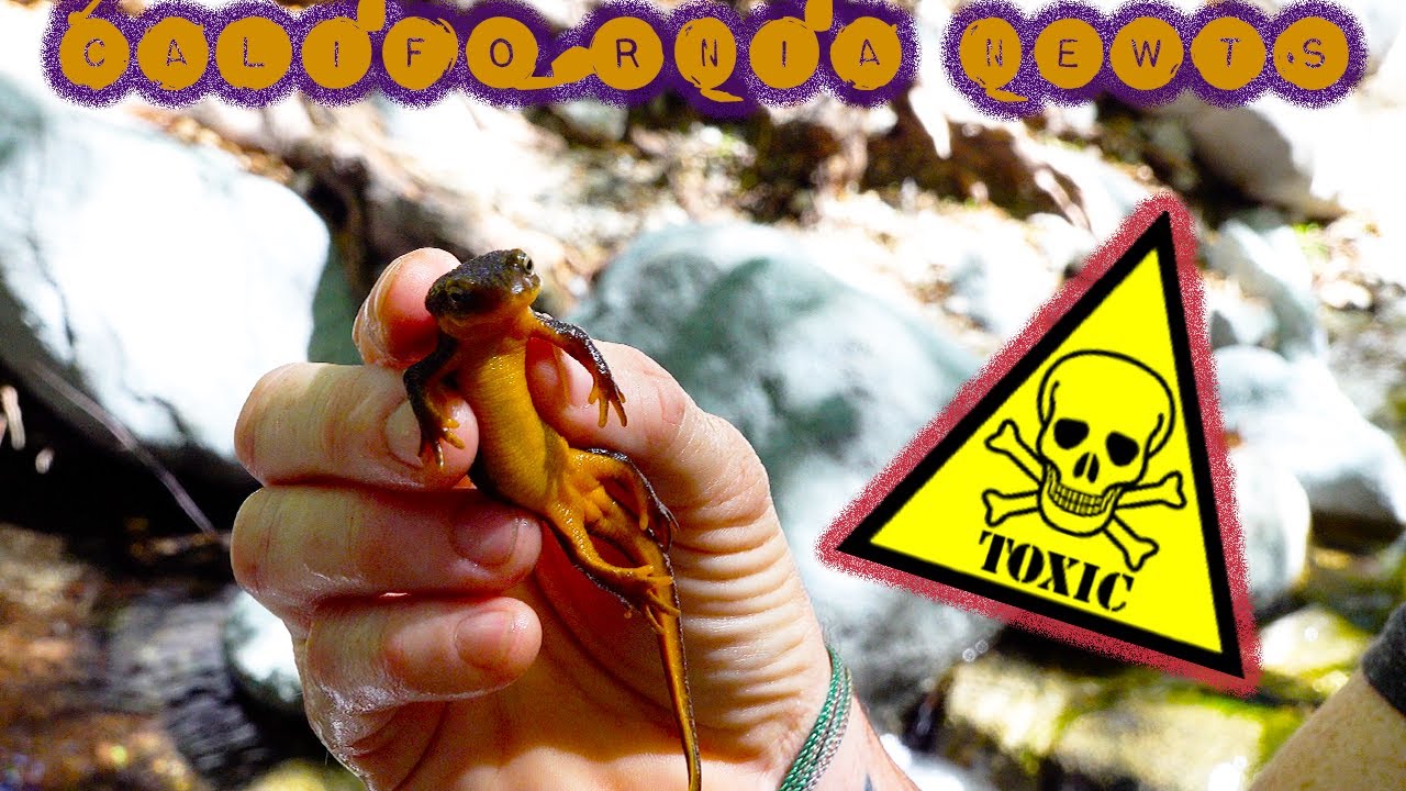 Deadly Newts, Cadaver frogs and hiking with 