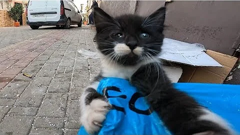 Video 11516751: siamese mother cat, siamese cat playing, rescue stray cat, cute cat