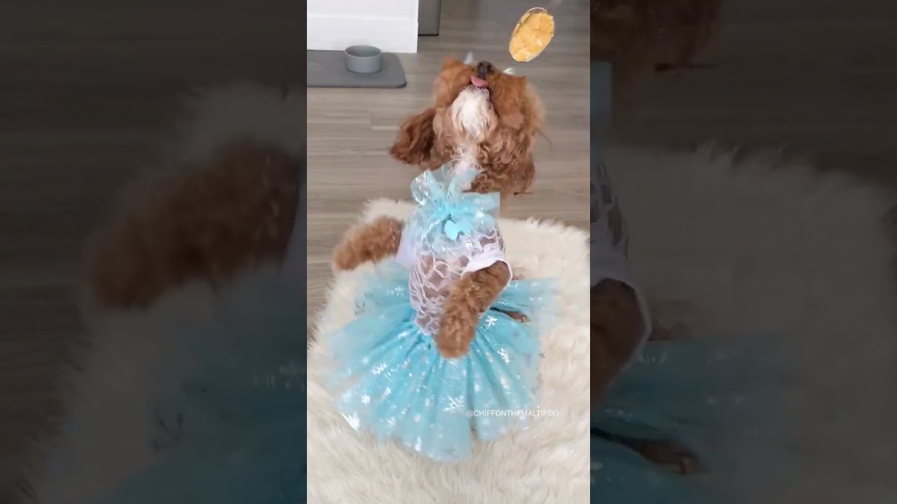 My dog dances to the sugar plum fairy 