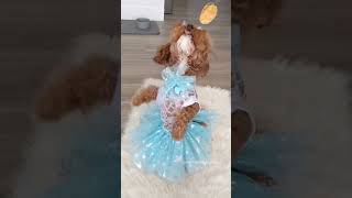 My Dog Dances To The Sugar Plum Fairy