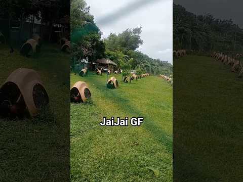 Jaijai GF Kaprobinsya Backyardchicken Shortsviral Simplelife Farmlife