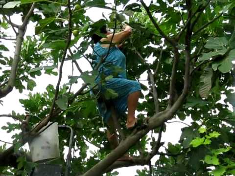 Raccolta fichi Raccolta fichi