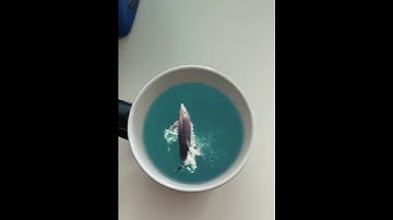 After Effects Dolphin in the coffee