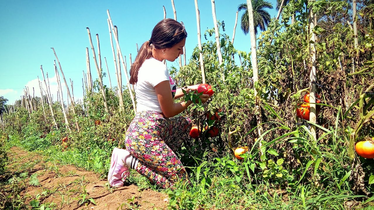 ✨ASI SOBREVIVE ESTA CUBANA EN UNO DE LOS CAMPOS DE CUBA 🇨🇺
