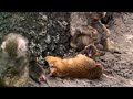 パンチ君はオランママといるから赤ちゃん猿を可愛がるモミちゃん🐵punchmonkey