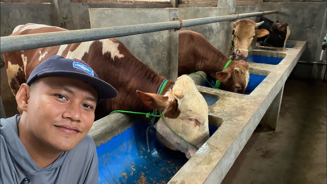 SAPI QURBAN 2026 KANDANG MS FARM |BANJARNEGARA 
