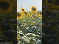Beautiful flowers