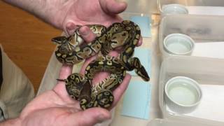 Clutch 1 bp shed out,  specials! Wealth