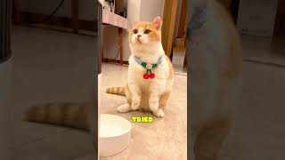 Celebrity This Cat Didn’t Eat Until She Figured Out the Feeder Net Worth