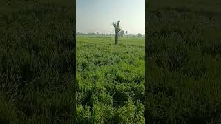 #montha #cyclone #telangana #ap #shortvideo #trendingshorts #status #music #song #farming #agricultu