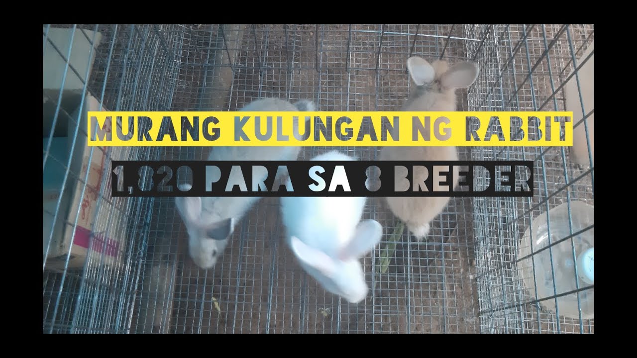how to build rabbit cage???Murang cage para sa rabbit Sobrang tipid YouTube