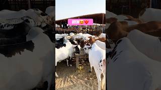 Karachi Cow Mandi | Northern Bypass Mandi #short #shorts #ytshorts #shortvideo #shortsfeed #cow