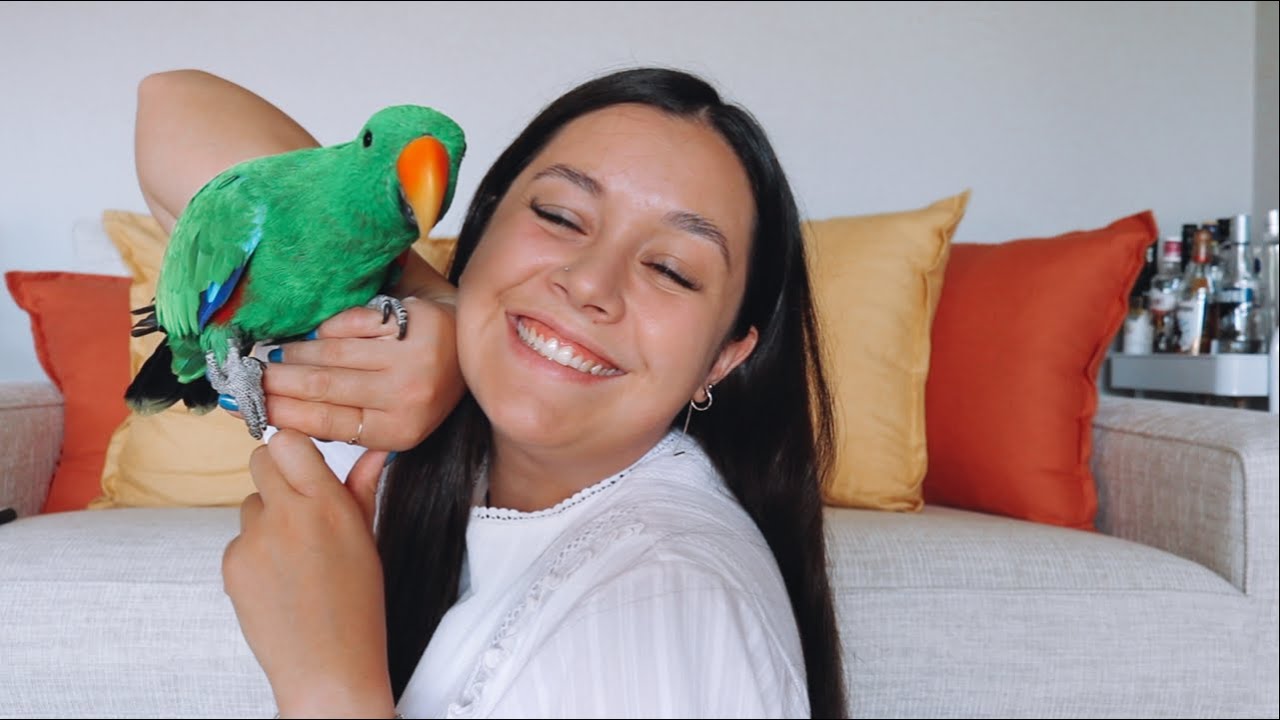 Meet my Eclectus parrot 🦜