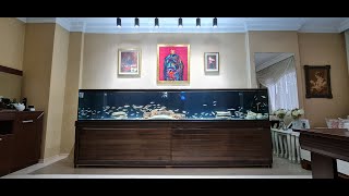 Can We Pull Off the Impossible? 3 Meter Aquarium Setup: The Results Will Shock You! #aquarium #fish