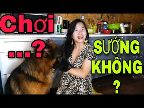 Video: Pet Scoop: 36 giải cứu Goldens Đến Hoa Kỳ, Tin tức về những chú chó con Neo trên truyền hình trực tiếp