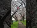 Rose Velle is live! Walking