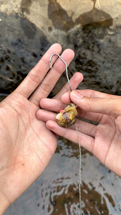 MANCING BELUT MENGGUNAKAN PANCING TERBESAR DI DUNIA