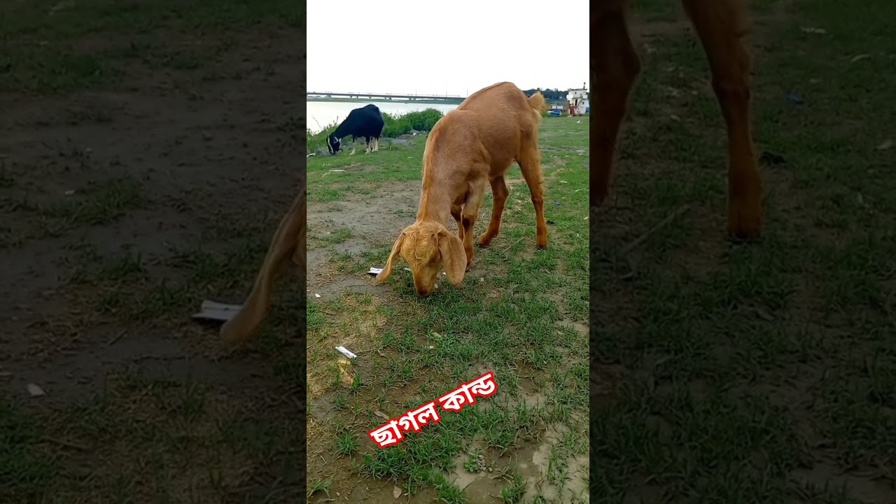 ছাগলের কান্ড 