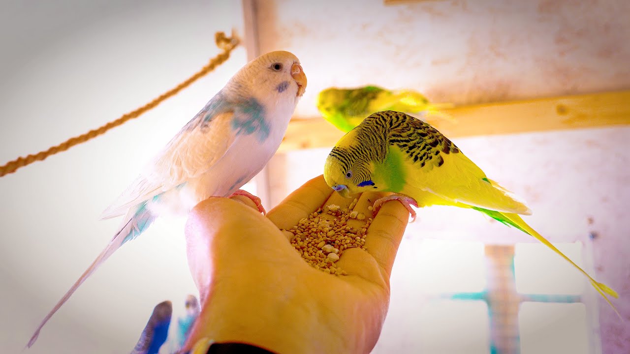 Cute Budgie Chirping | Bird Sounds | Reduce Stress | Relax