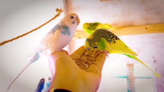 Cute Budgie Chirping | Bird Sounds | Reduce Stress | Relax screenshot 4